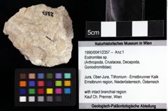 Foto (Objket + Etiketten) von Eodromites sp. 